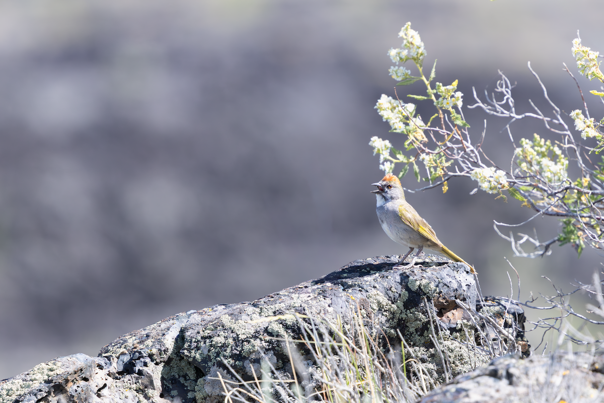 Зелёнохвостый тохи - ML647166727