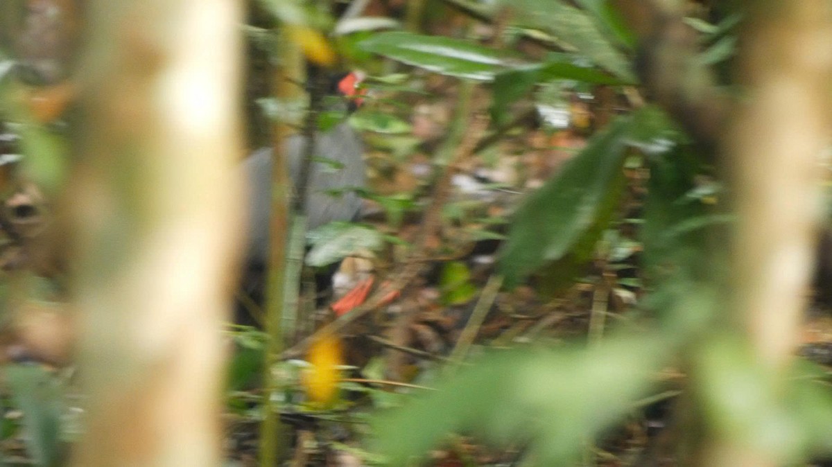 Siamese Fireback - ML647166728