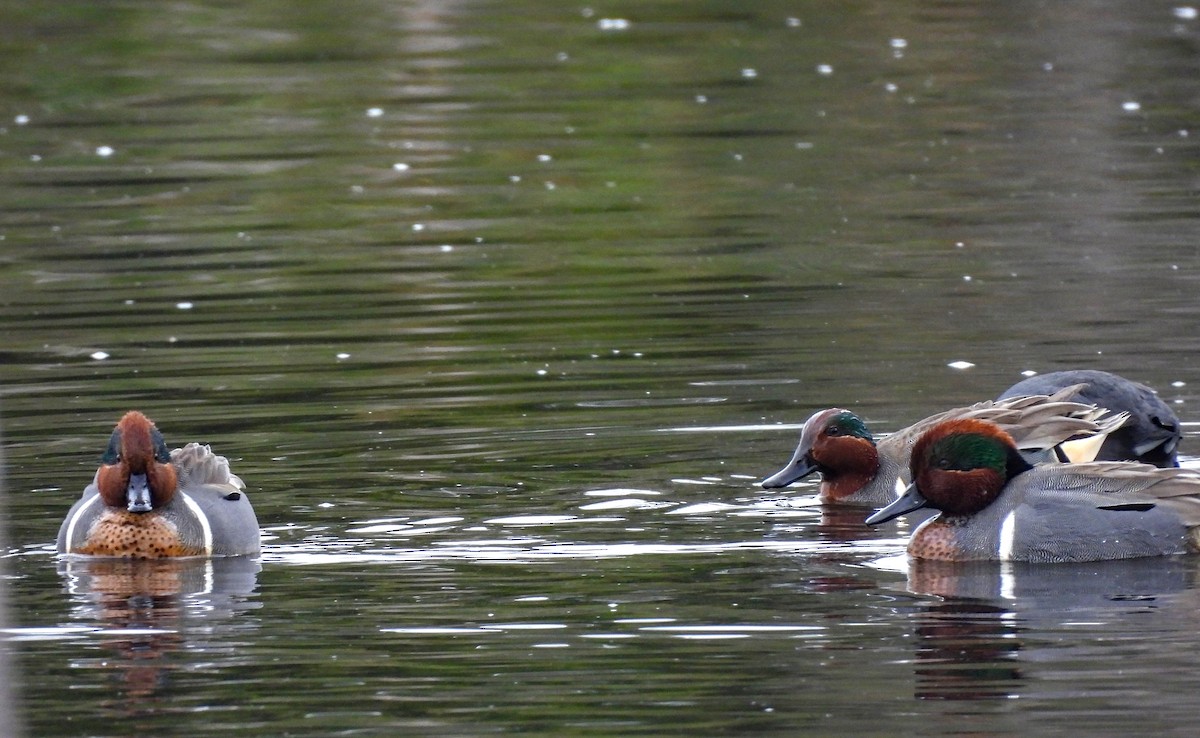Green-winged Teal - ML647166740