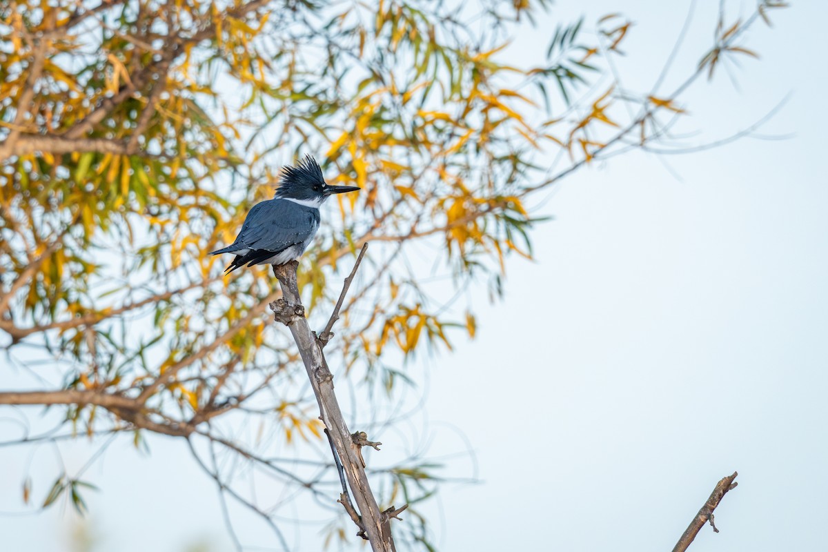 Belted Kingfisher - ML647166741