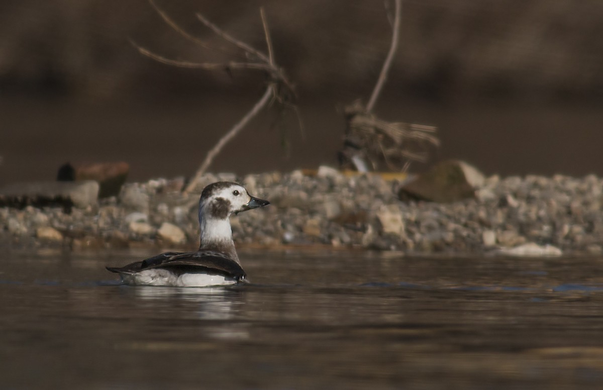 コオリガモ - ML647166755