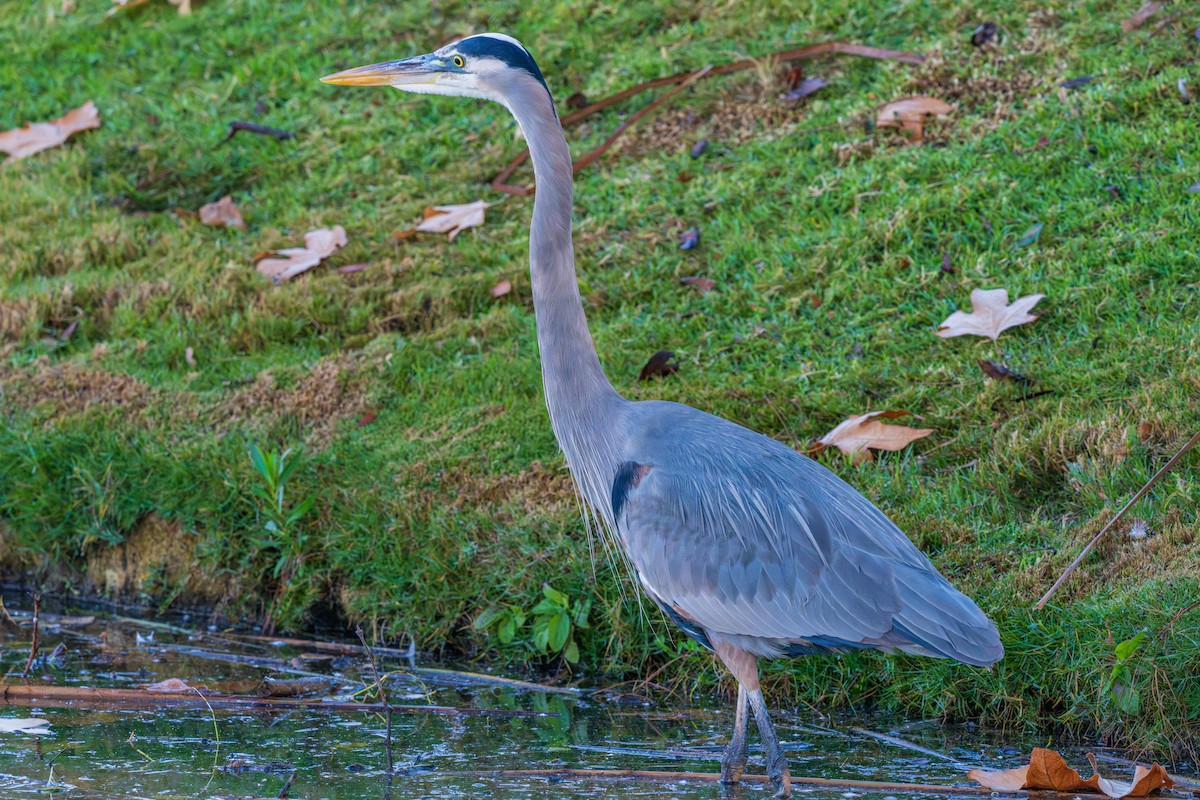 Great Blue Heron - ML647166757