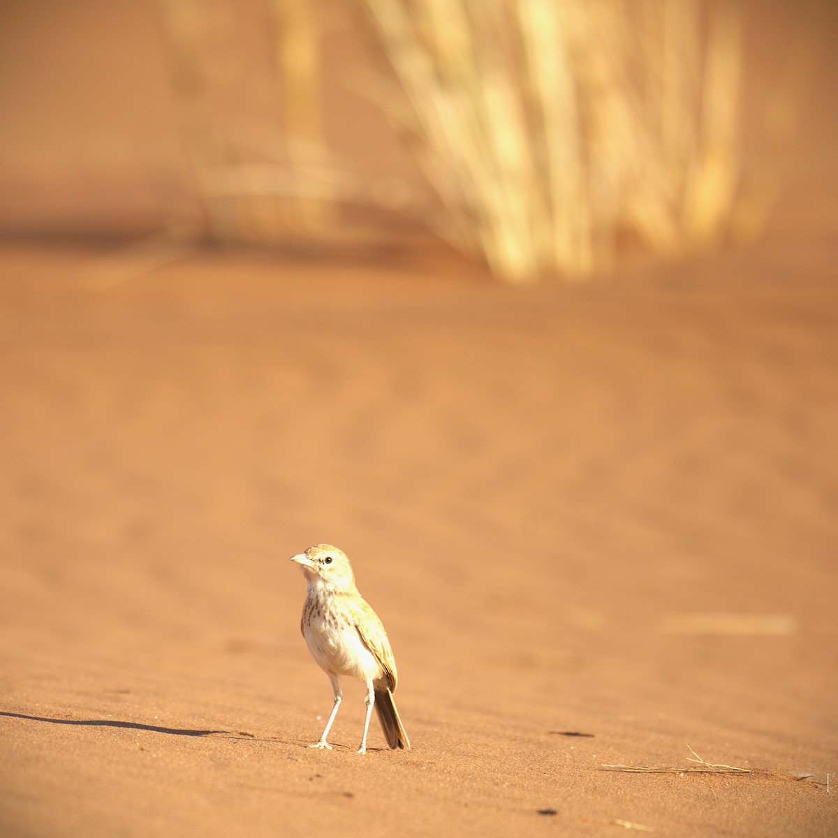 Dune Lark - ML647166761