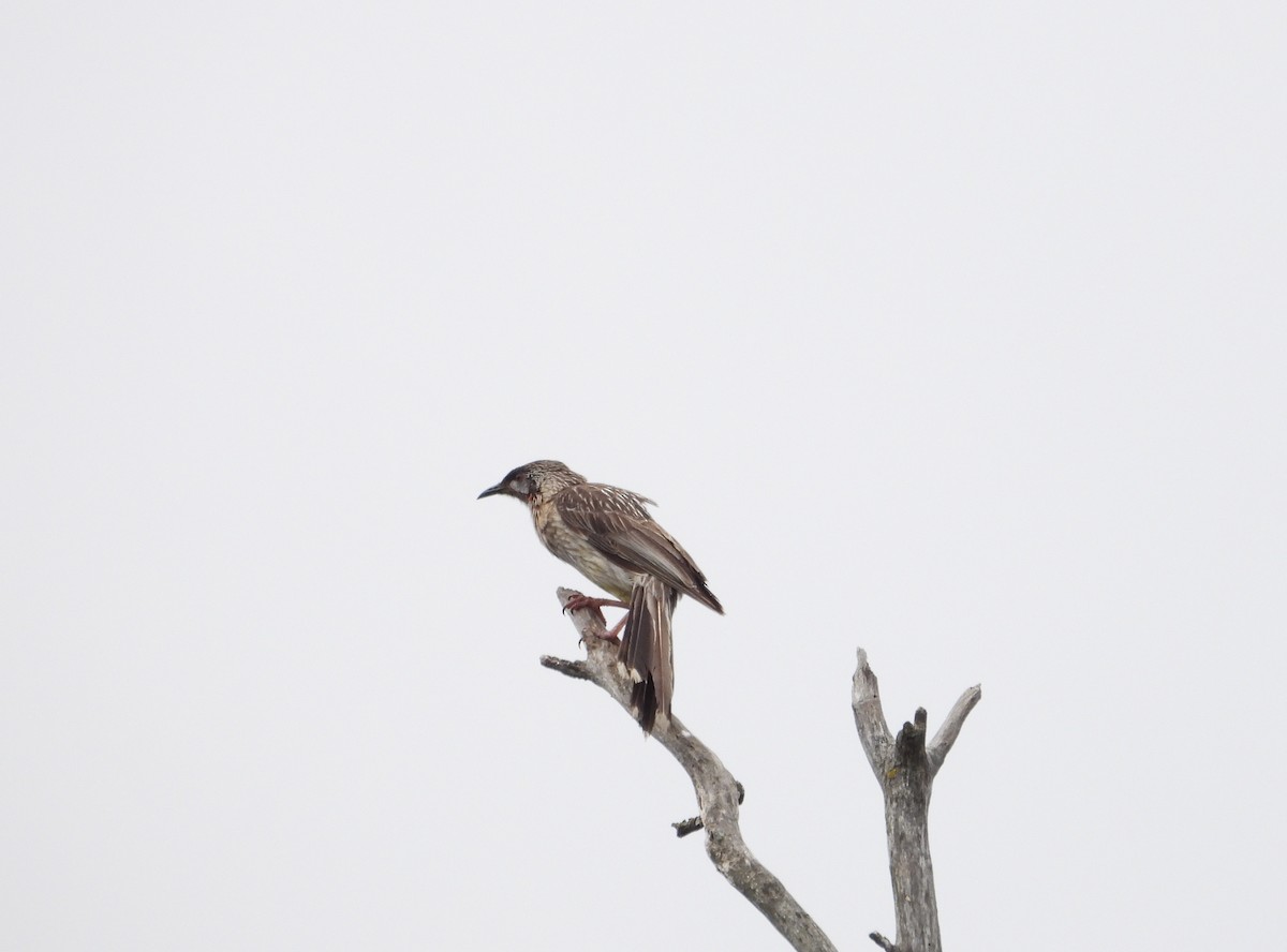 Red Wattlebird - ML647166762