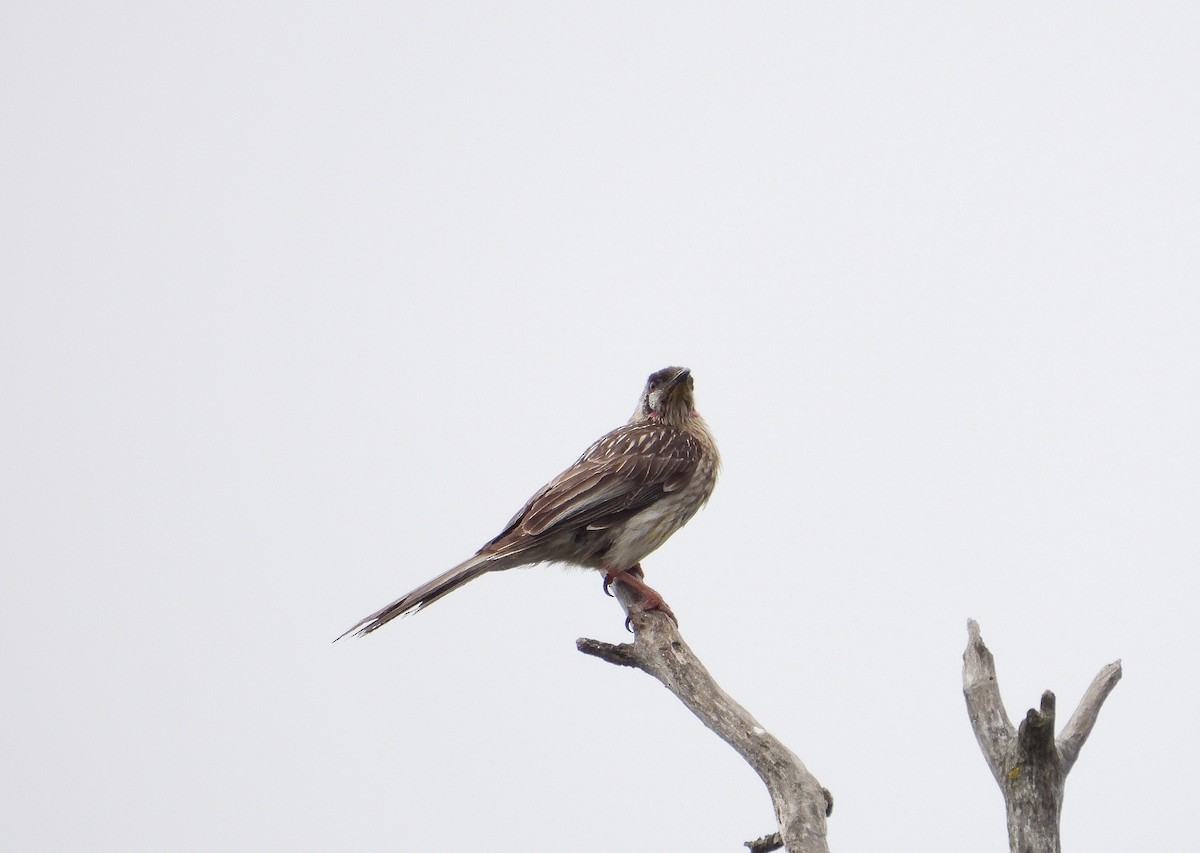 Red Wattlebird - ML647166763