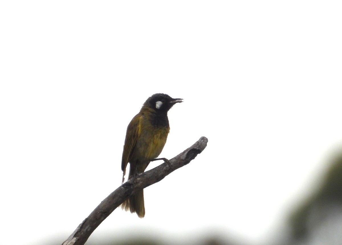 Méliphage leucotique - ML647166767