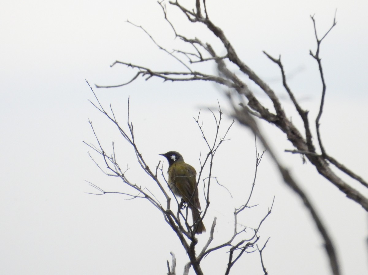 Méliphage leucotique - ML647166768