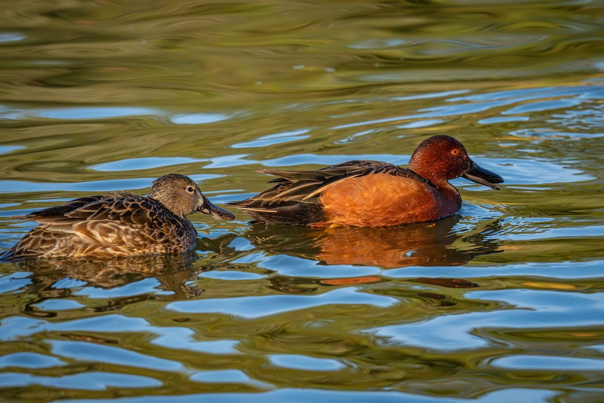 Cinnamon Teal - ML647166780