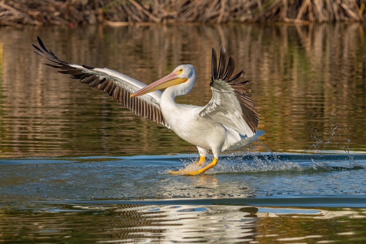 American White Pelican - ML647166782