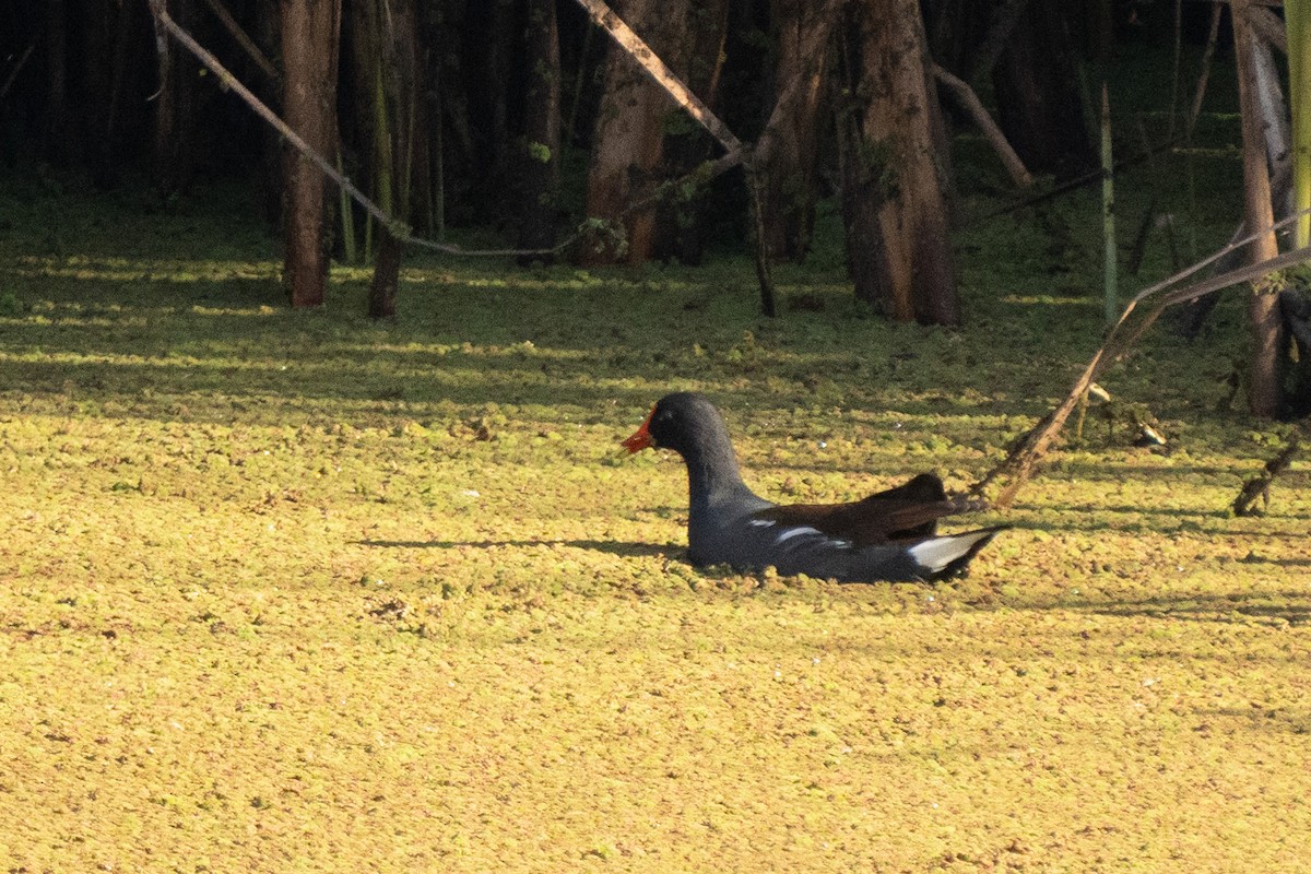 Курочка латиноамериканська - ML647166798