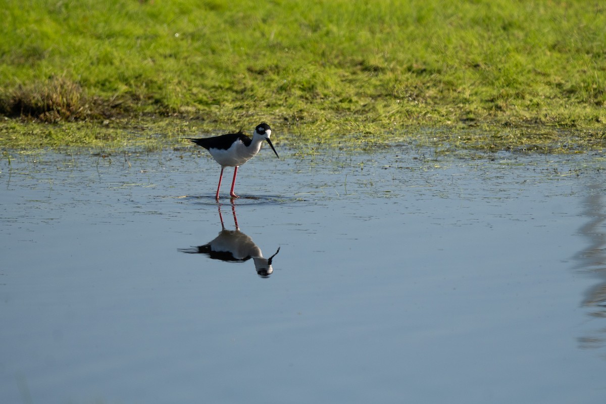 Black-necked Stilt - ML647166799