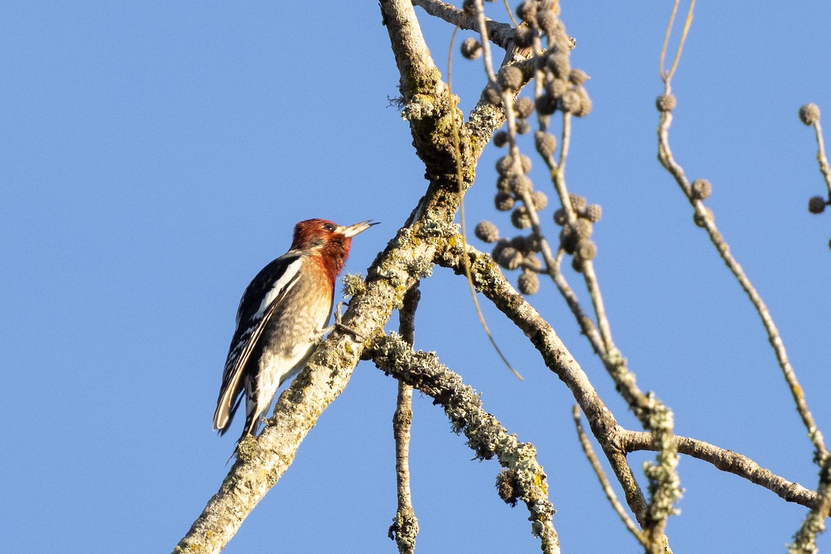 Red-breasted Sapsucker - ML647166817