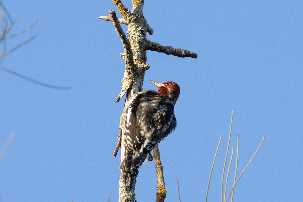 Red-breasted Sapsucker - ML647166818