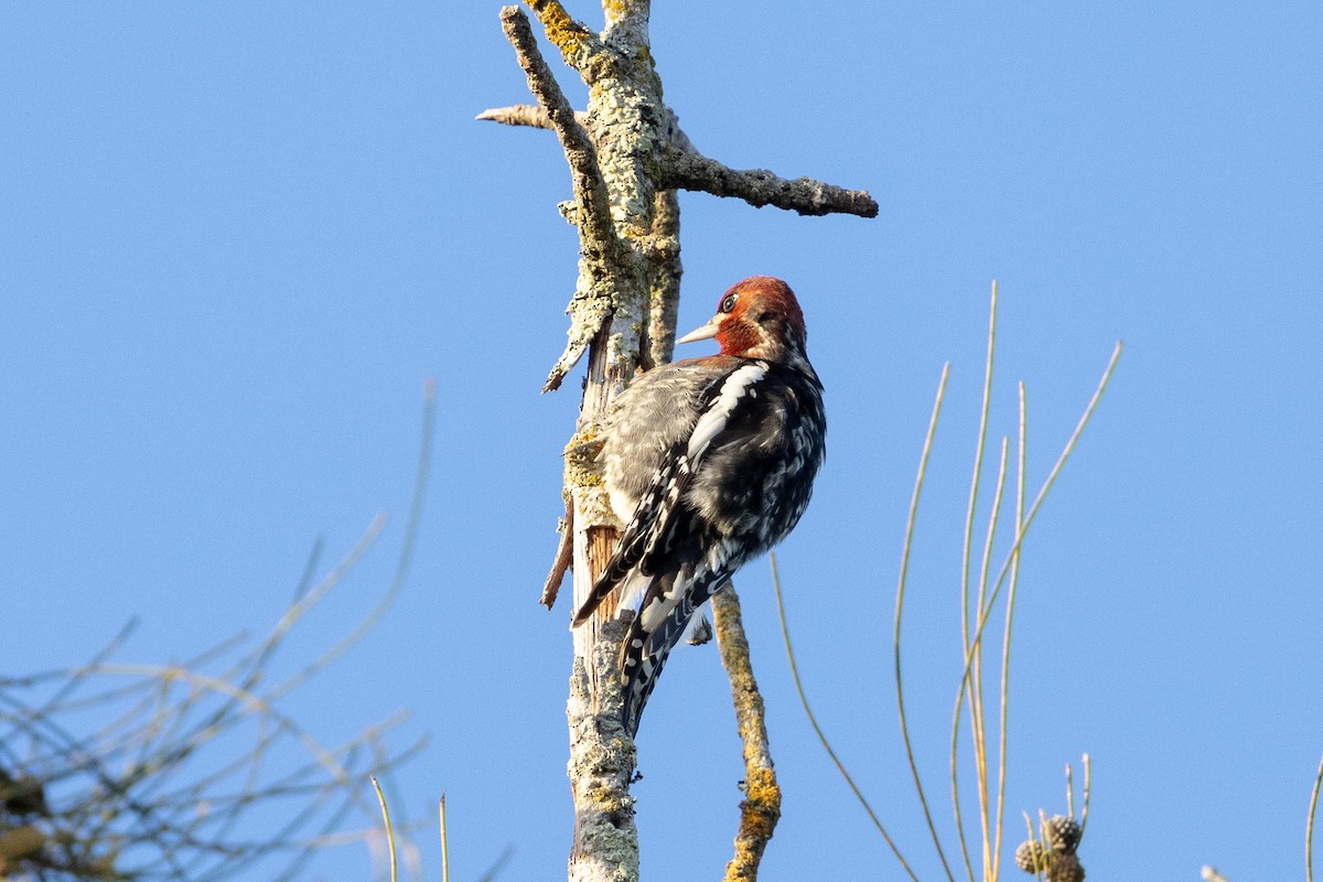 Red-breasted Sapsucker - ML647166819