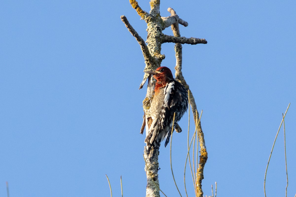 Red-breasted Sapsucker - ML647166820