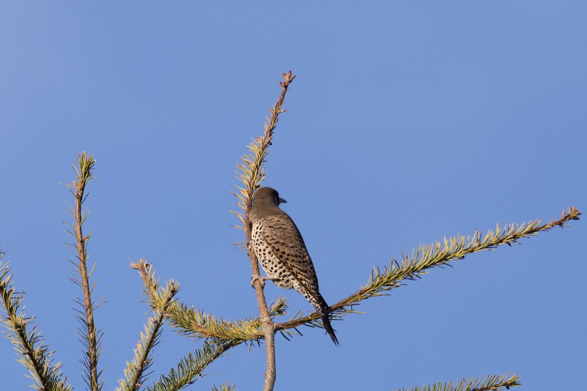 Northern Flicker (Red-shafted) - ML647166829