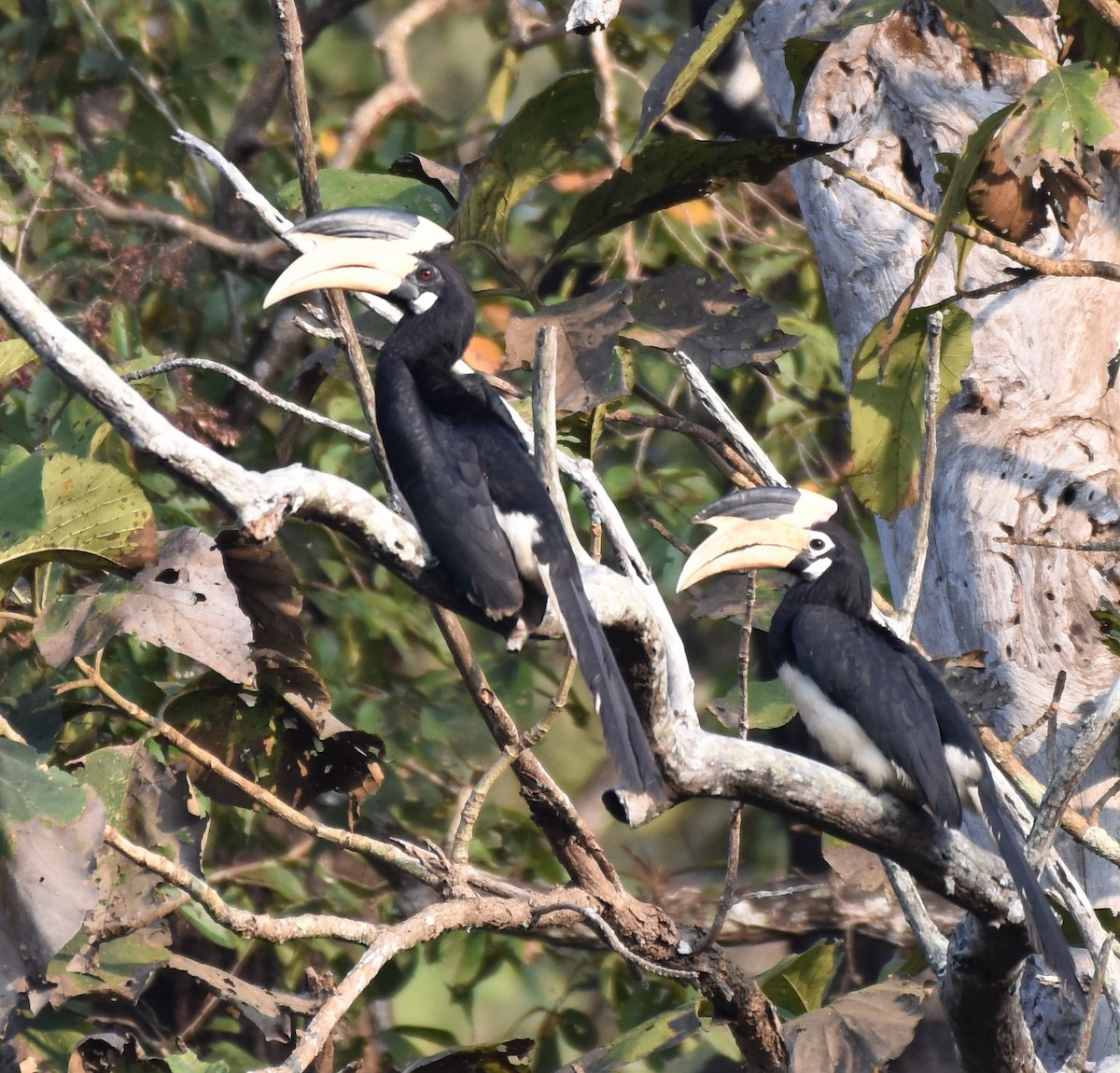 Cálao Coronado - ML647166831