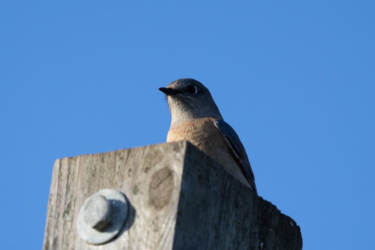 Western Bluebird - ML647166835