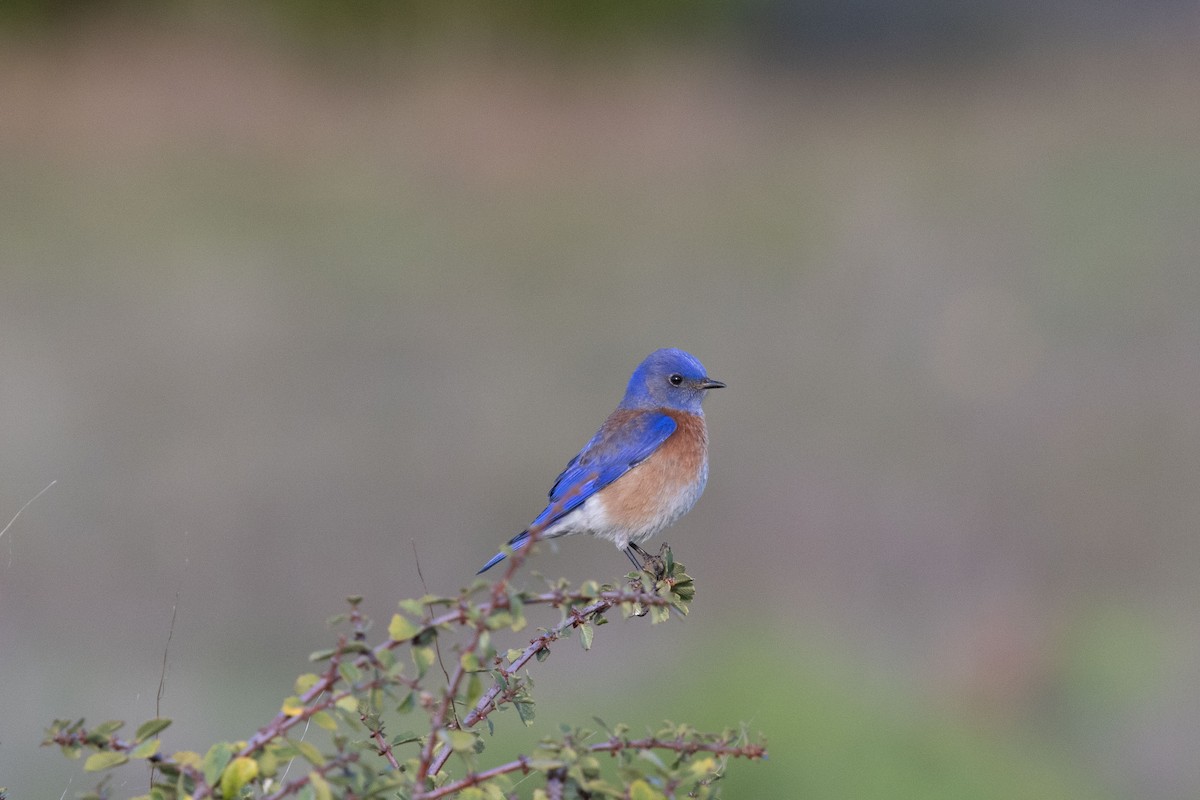 Western Bluebird - ML647166836