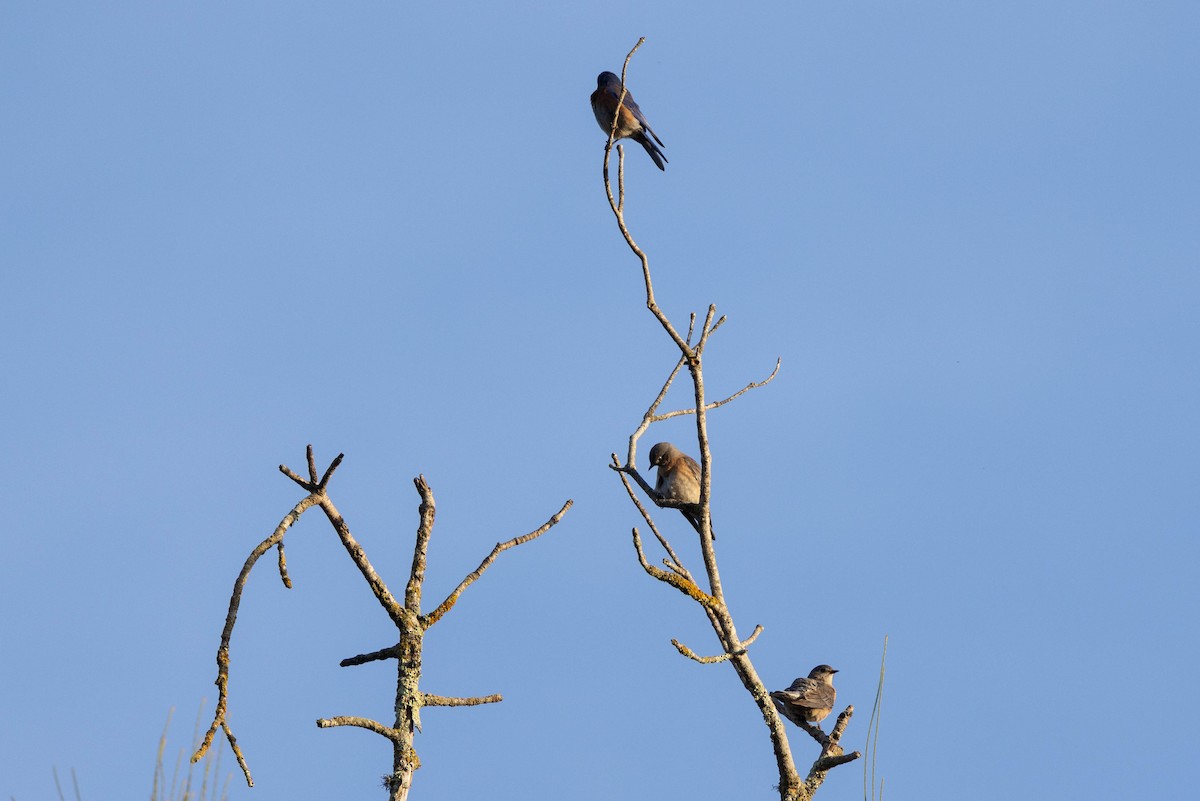 Western Bluebird - ML647166843