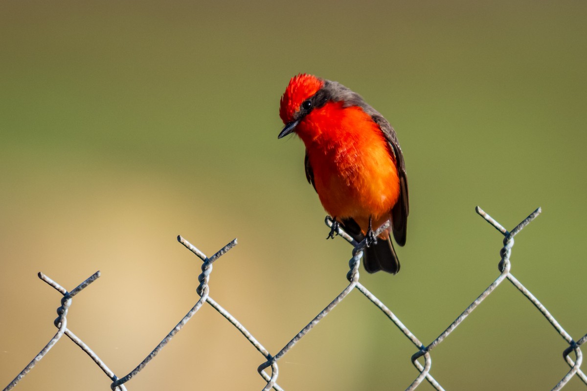 Vermilion Flycatcher - ML647166847