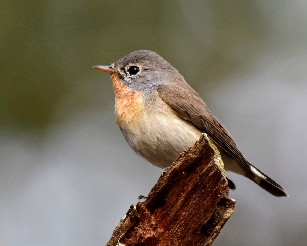 Red-breasted Flycatcher - ML647166850