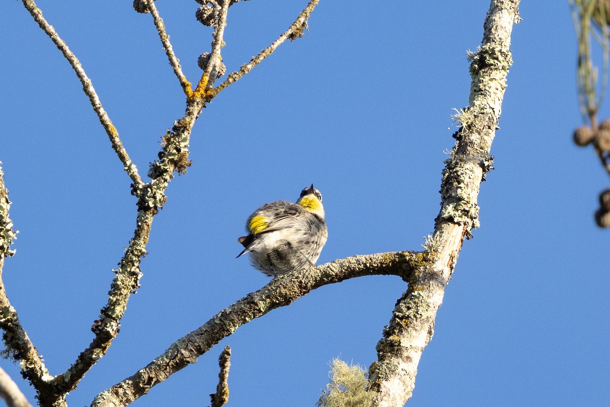 Reinita Coronada (de Audubon) - ML647166858