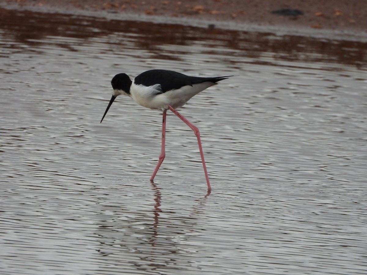 Cigüeñuela Cuellinegra (Hawaiana) - ML647166859