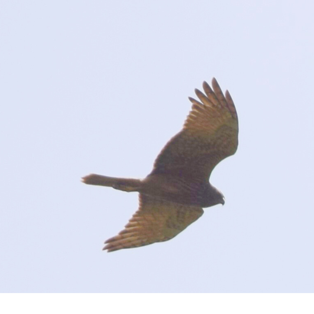 Azor Australiano - ML647166860