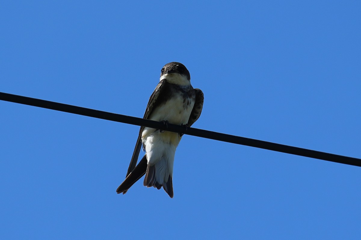 Avión Zapador - ML647166861