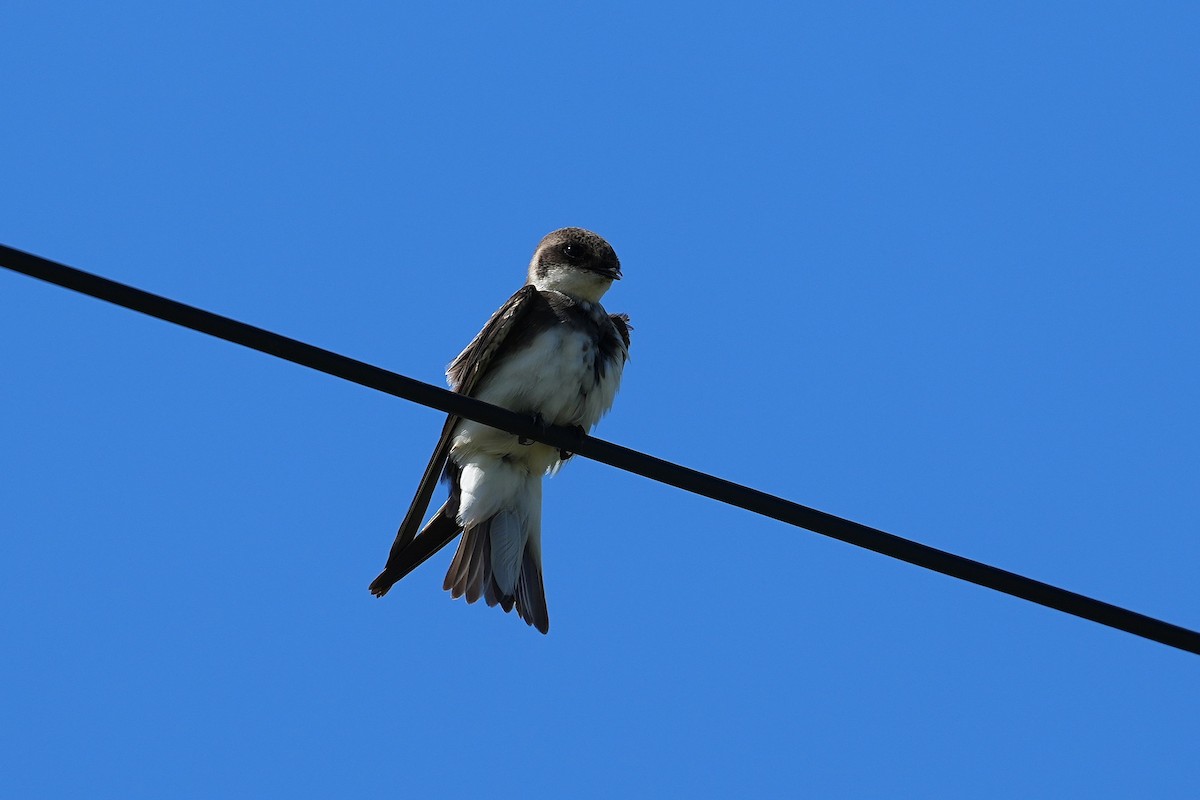 Avión Zapador - ML647166862