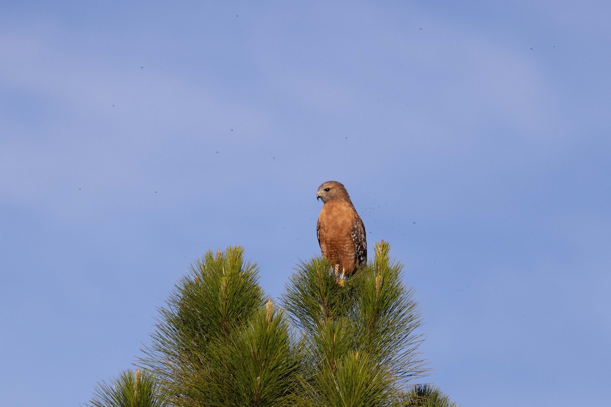 Busardo Pechirrojo - ML647166863