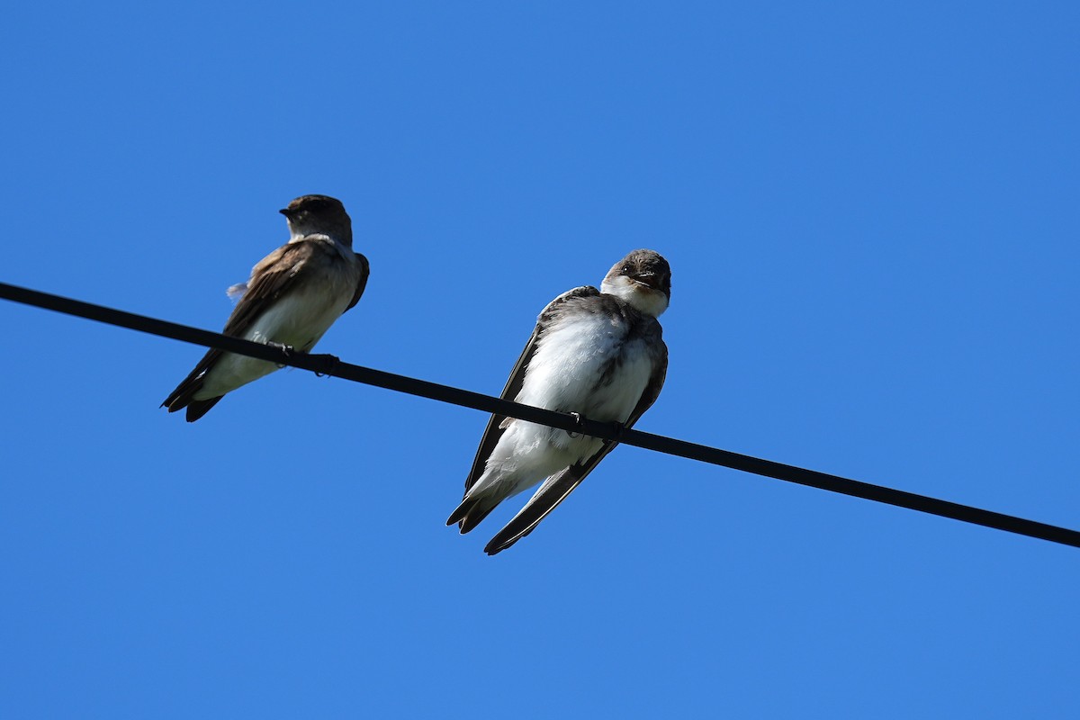 Avión Zapador - ML647166865