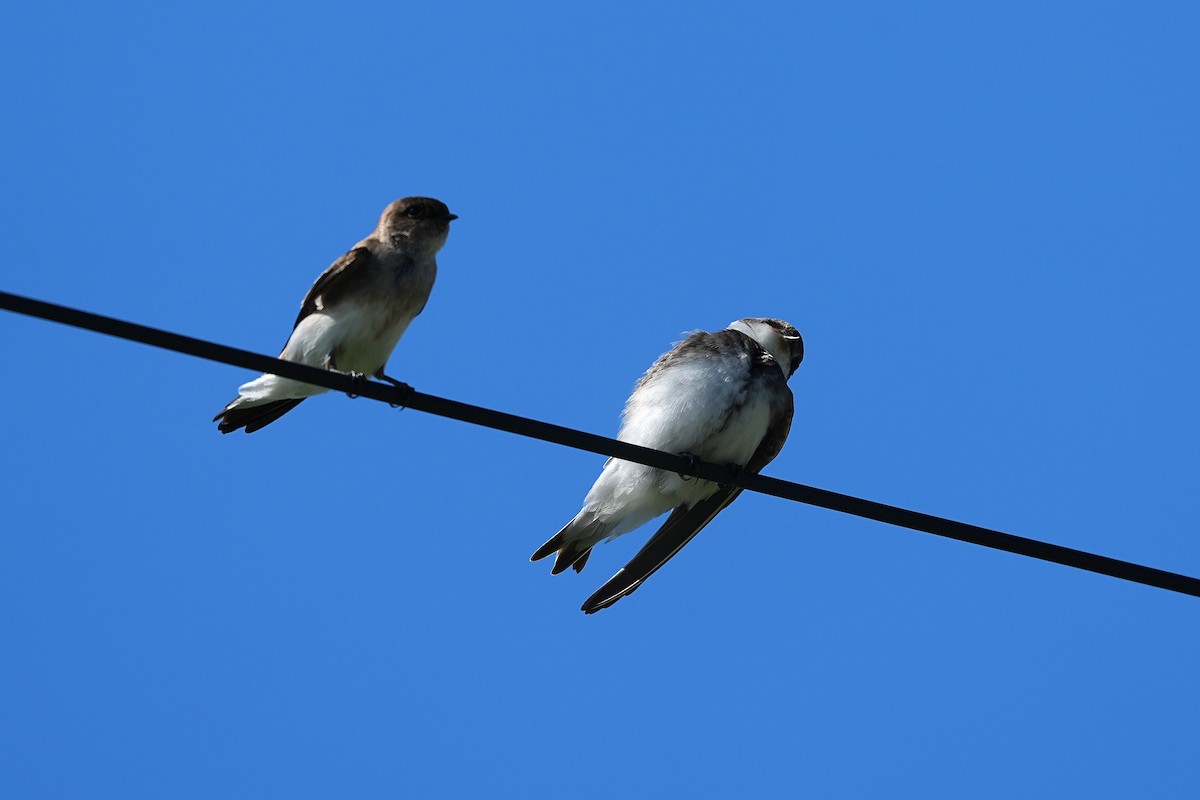 Avión Zapador - ML647166866