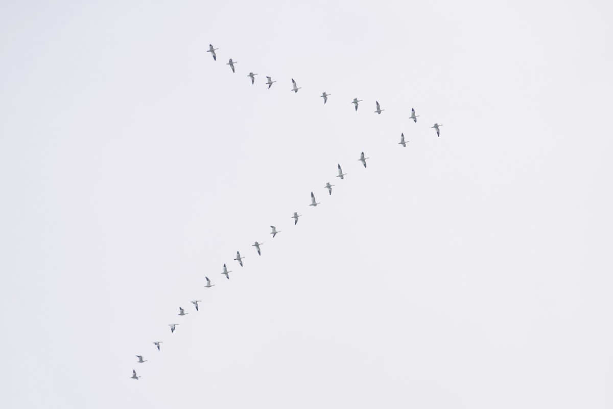 Ánsar Nival - ML647166867