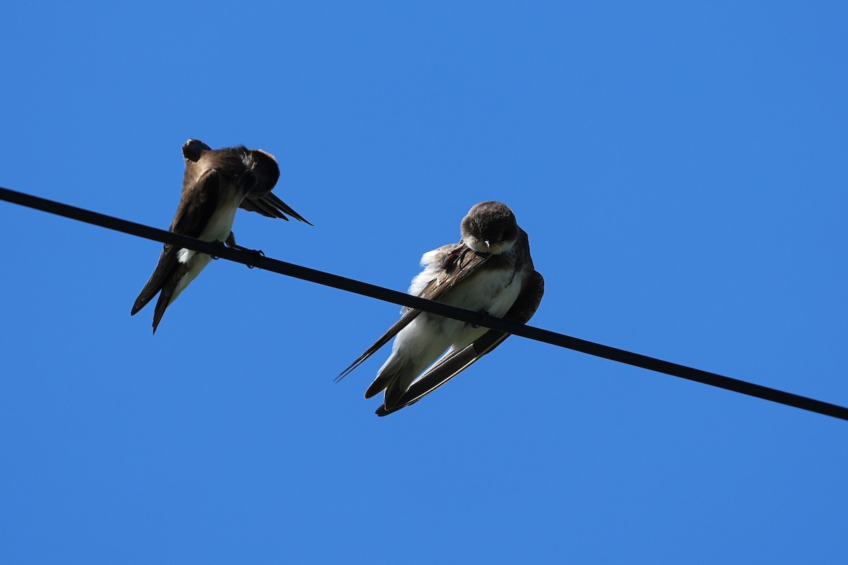 Avión Zapador - ML647166868