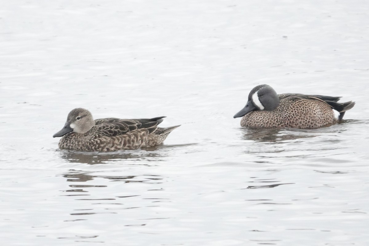 Cerceta Aliazul - ML647166871