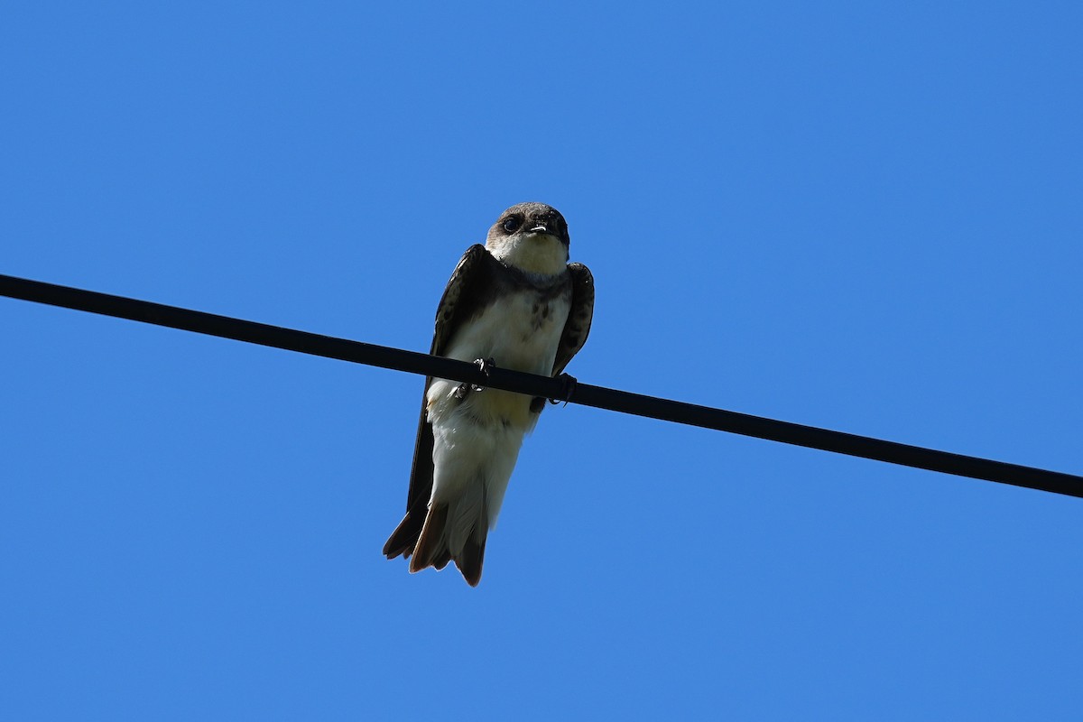 Avión Zapador - ML647166872
