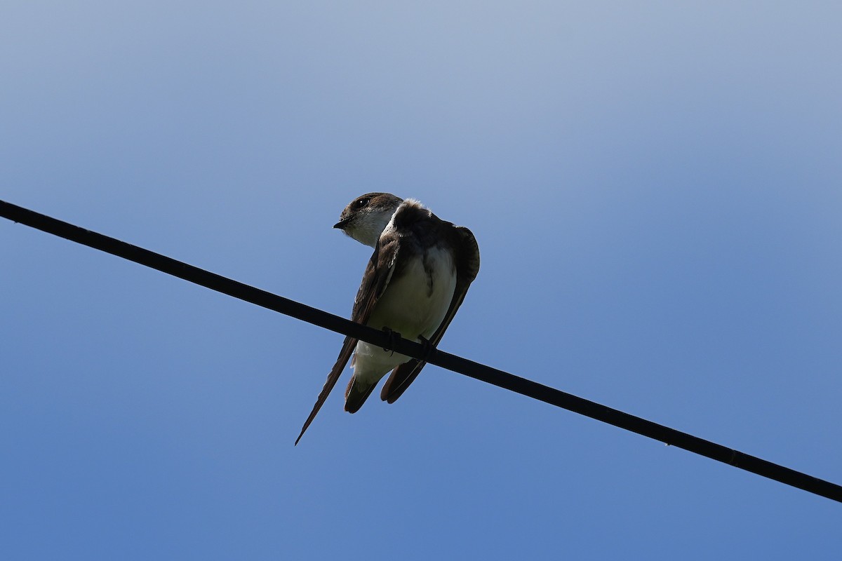 Avión Zapador - ML647166873
