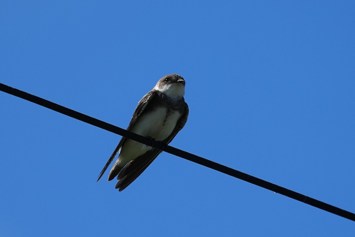 Avión Zapador - ML647166875