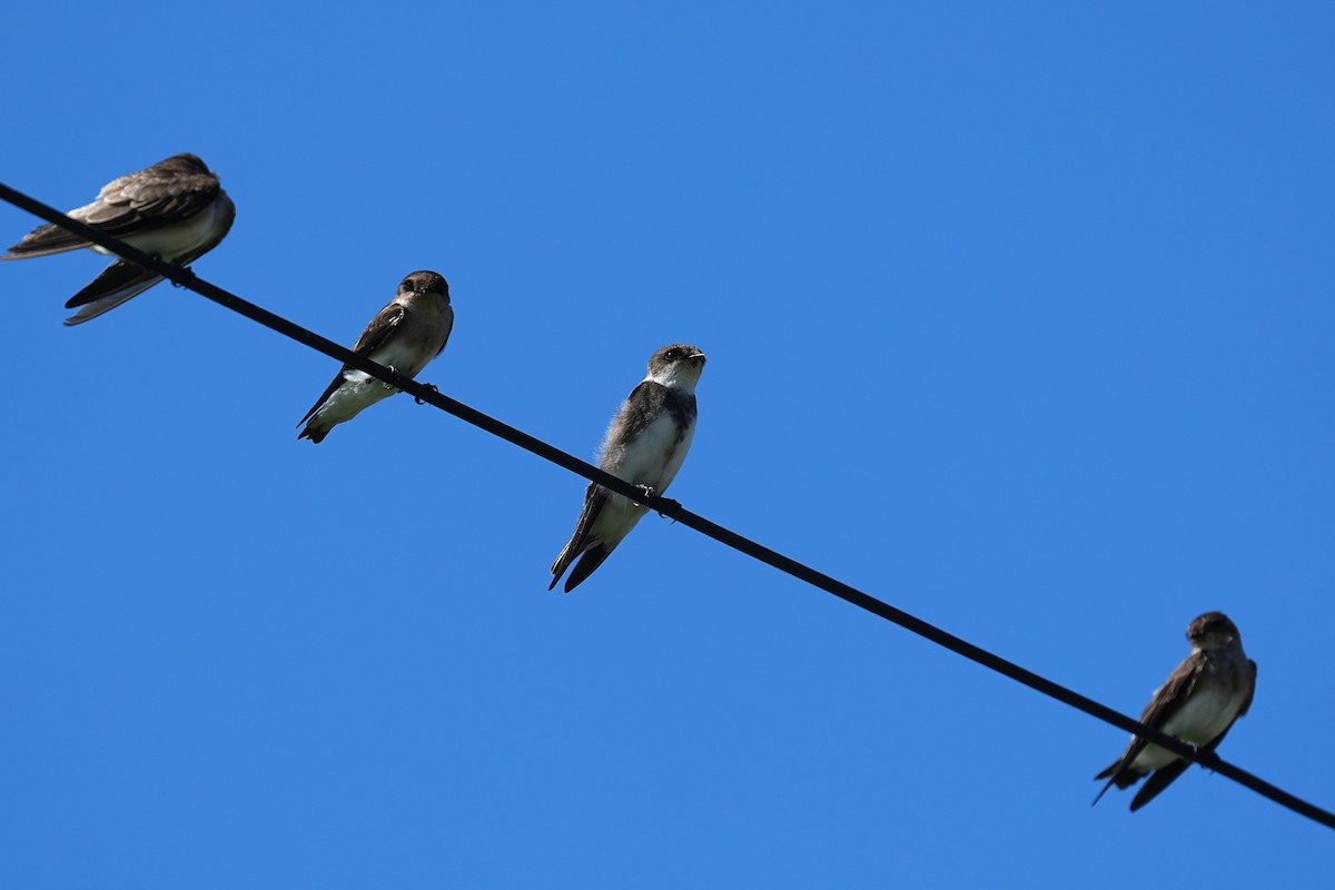 Avión Zapador - ML647166876