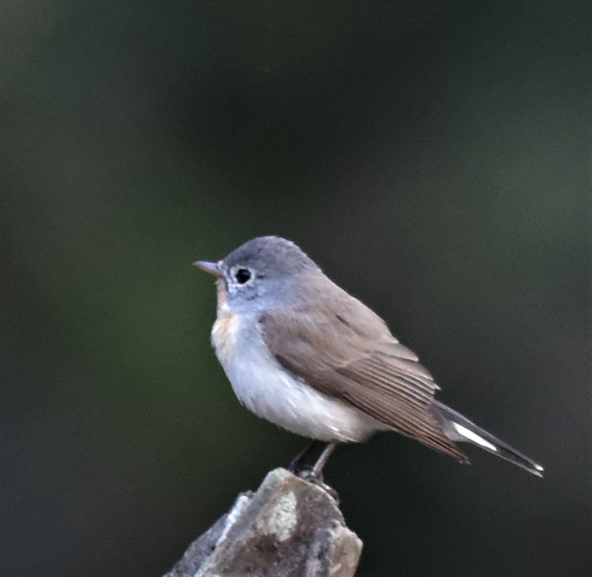 Papamoscas de la Taiga - ML647166877