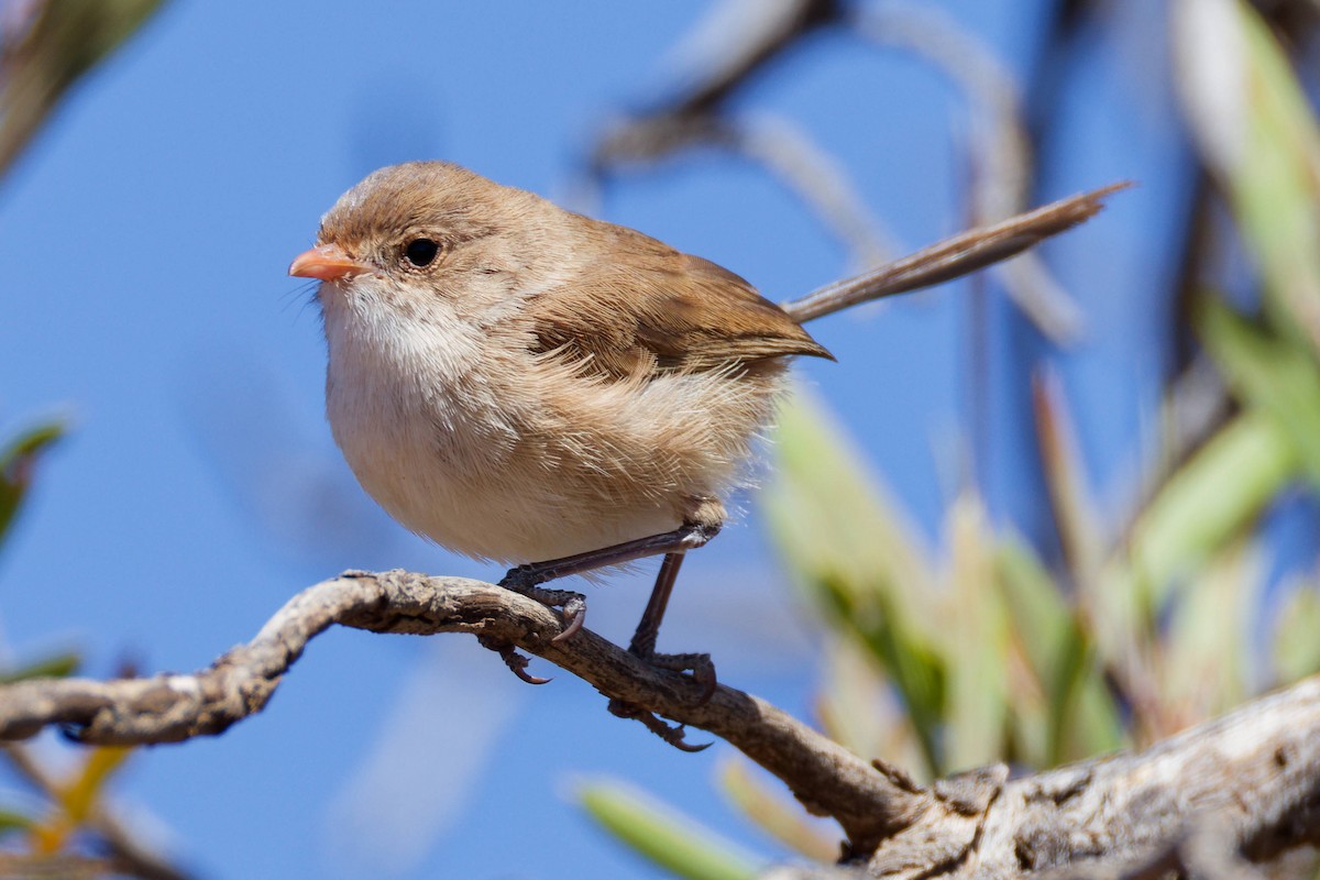 Maluro Aliblanco - ML647166879