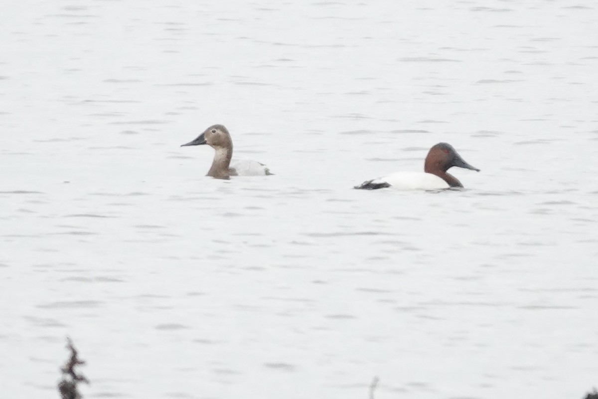 Porrón Coacoxtle - ML647166880