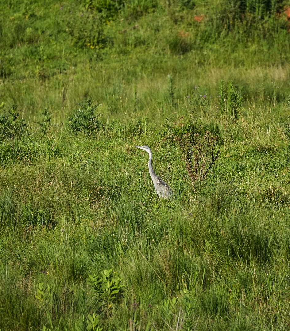 Garza Real - ML647166881