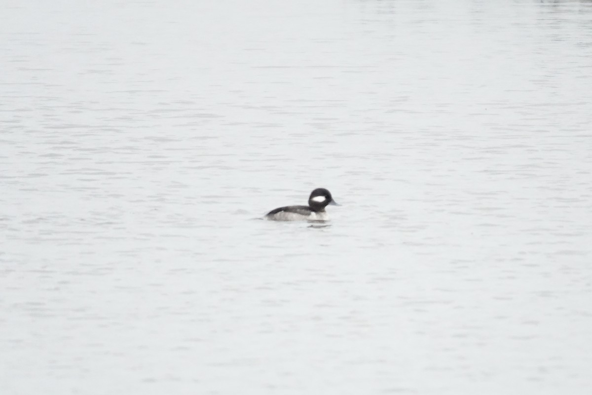 Porrón Albeola - ML647166882