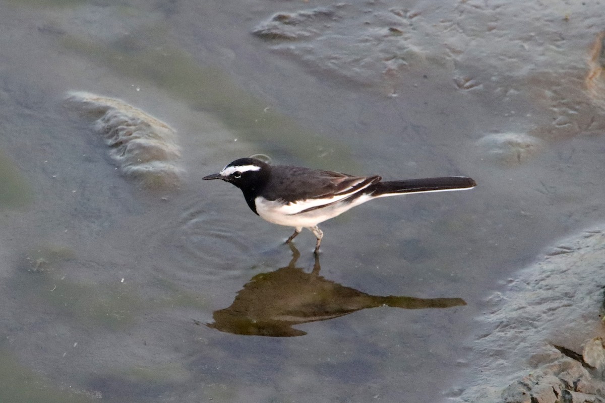 Lavandera India - ML647166883