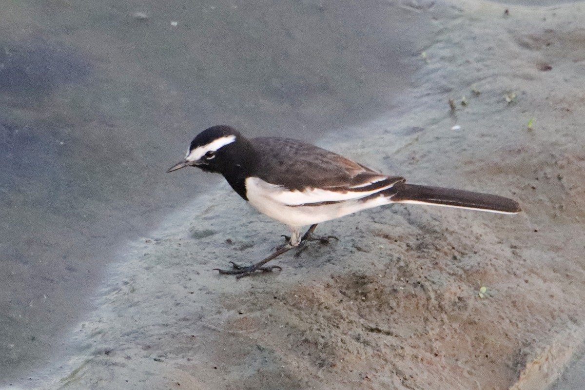 Lavandera India - ML647166884