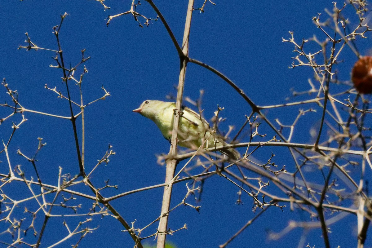 Mosquerito Silbón - ML647166885