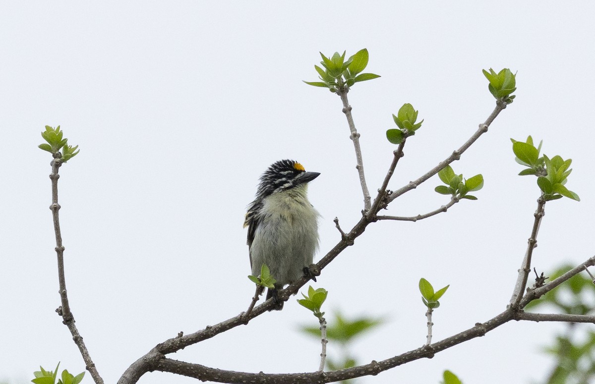 Barbudito Frentigualdo - ML647166886